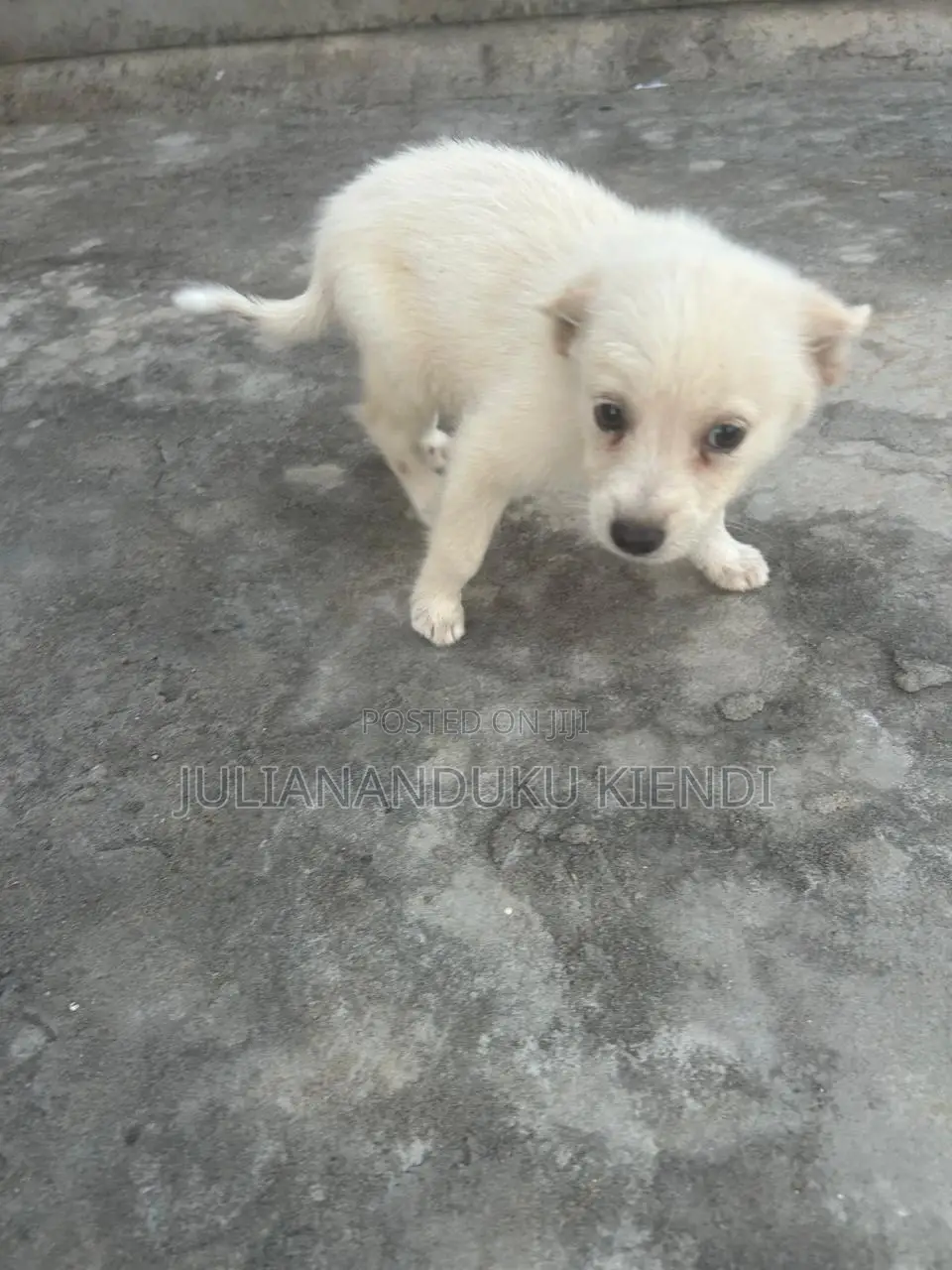 1-3 months Female Mixed Breed German Shepherd