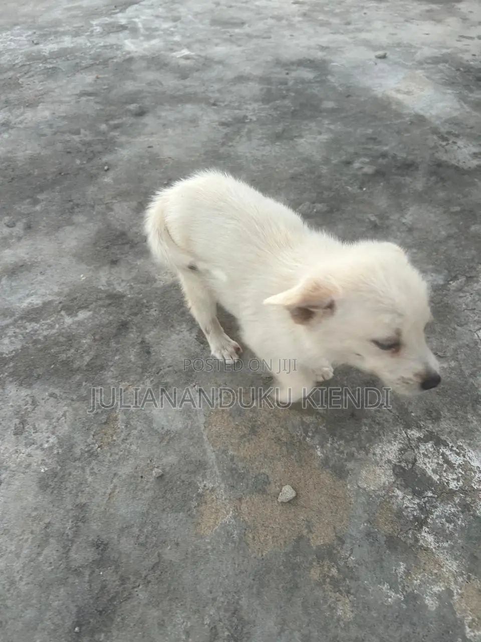 1-3 months Female Mixed Breed German Shepherd