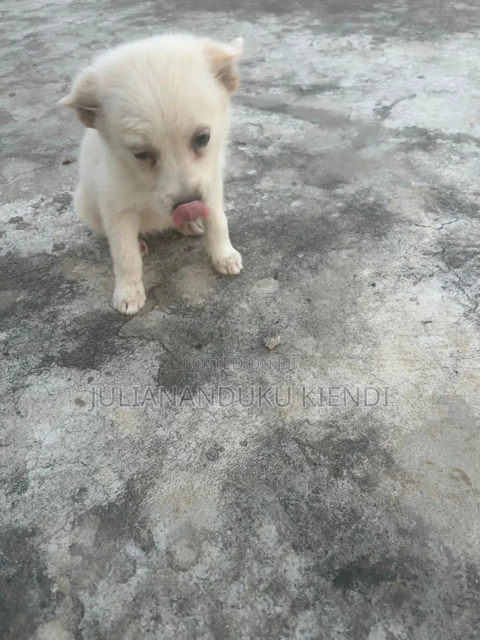 1-3 months Female Mixed Breed German Shepherd