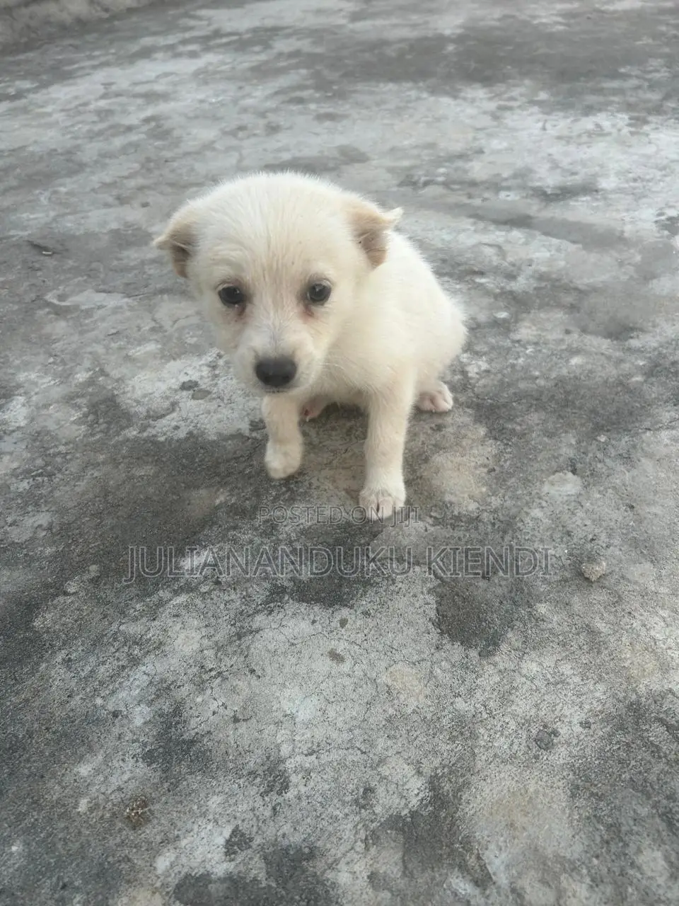 1-3 months Female Mixed Breed German Shepherd