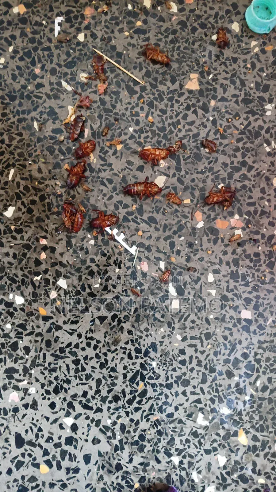 Cockroach Fumigation in Nairobi, Bedbugs Fumigation Near Me