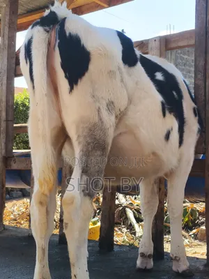 Pedigree Dairy Cows for Sale | High Yielding Herds