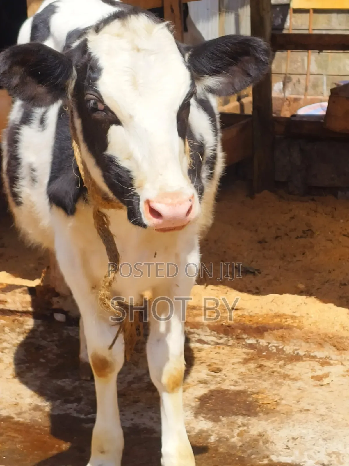 Pedigree Dairy Cows for Sale | High Yielding Herds