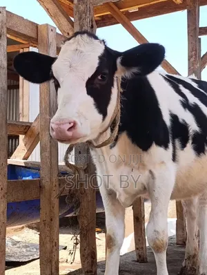 Pedigree Dairy Cows for Sale | High Yielding Herds