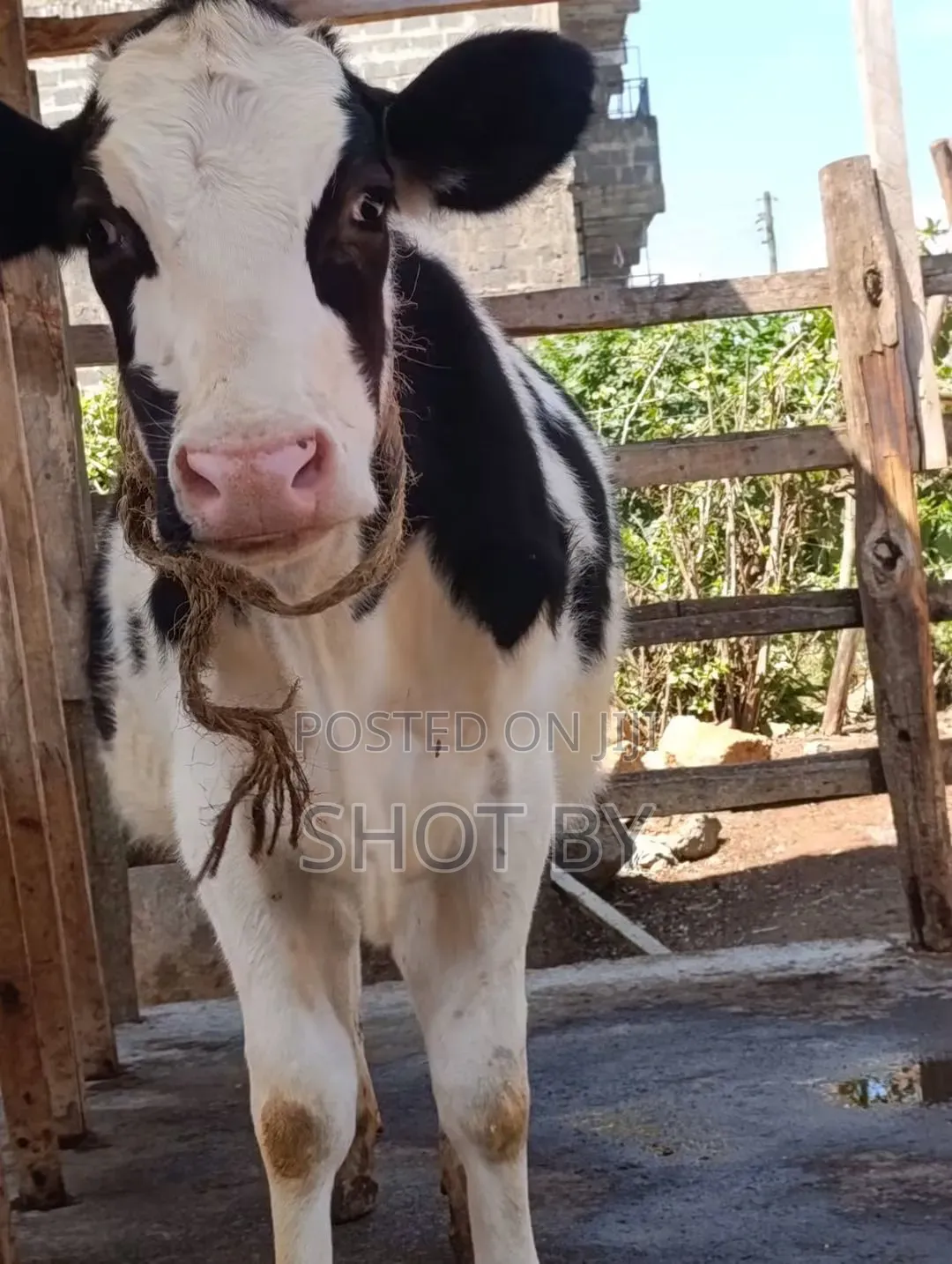 Pedigree Dairy Cows for Sale | High Yielding Herds