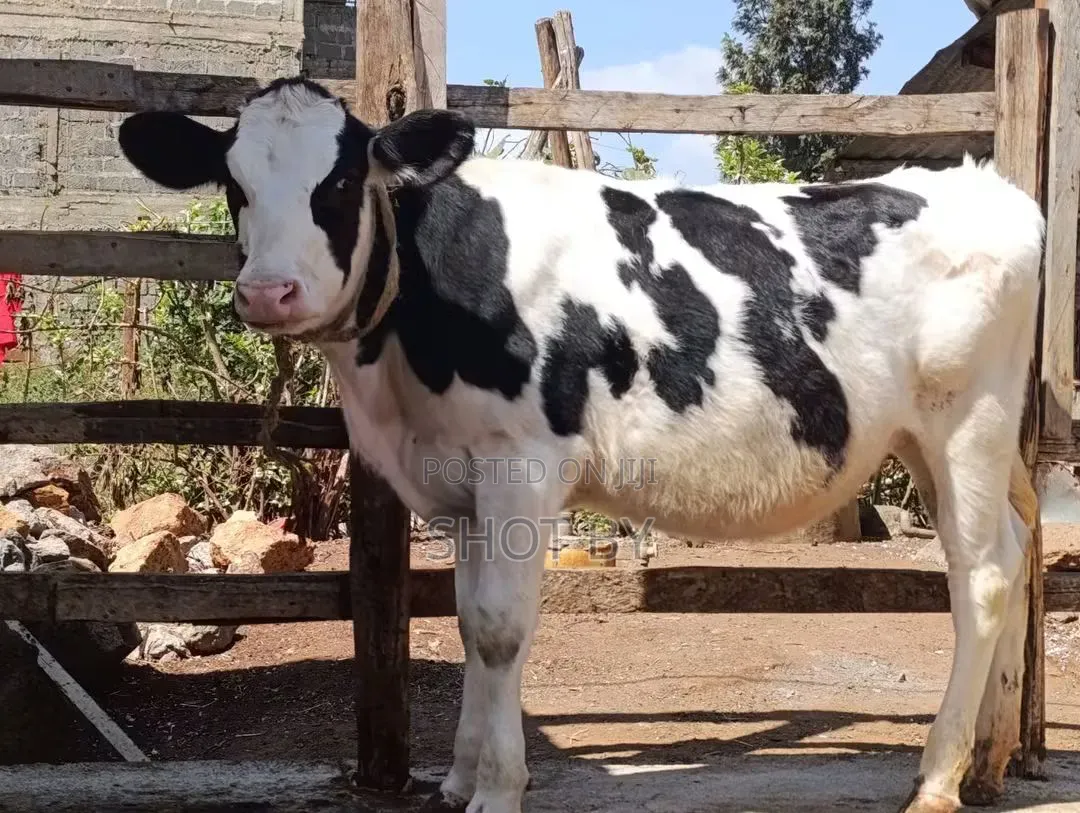 Pedigree Dairy Cows for Sale | High Yielding Herds