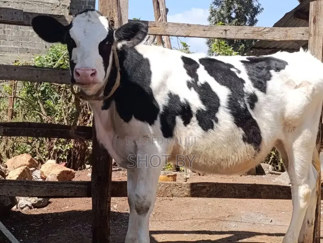 Pedigree Dairy Cows for Sale | High Yielding Herds