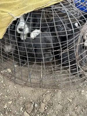 1-3 months Male Purebred Cocker Spaniel