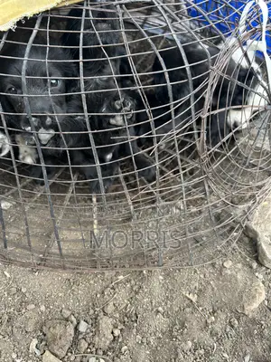 1-3 months Male Purebred Cocker Spaniel