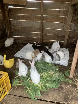 New Zealand Whites, Chinchillas, Dutch, Havana, Palamino, California W