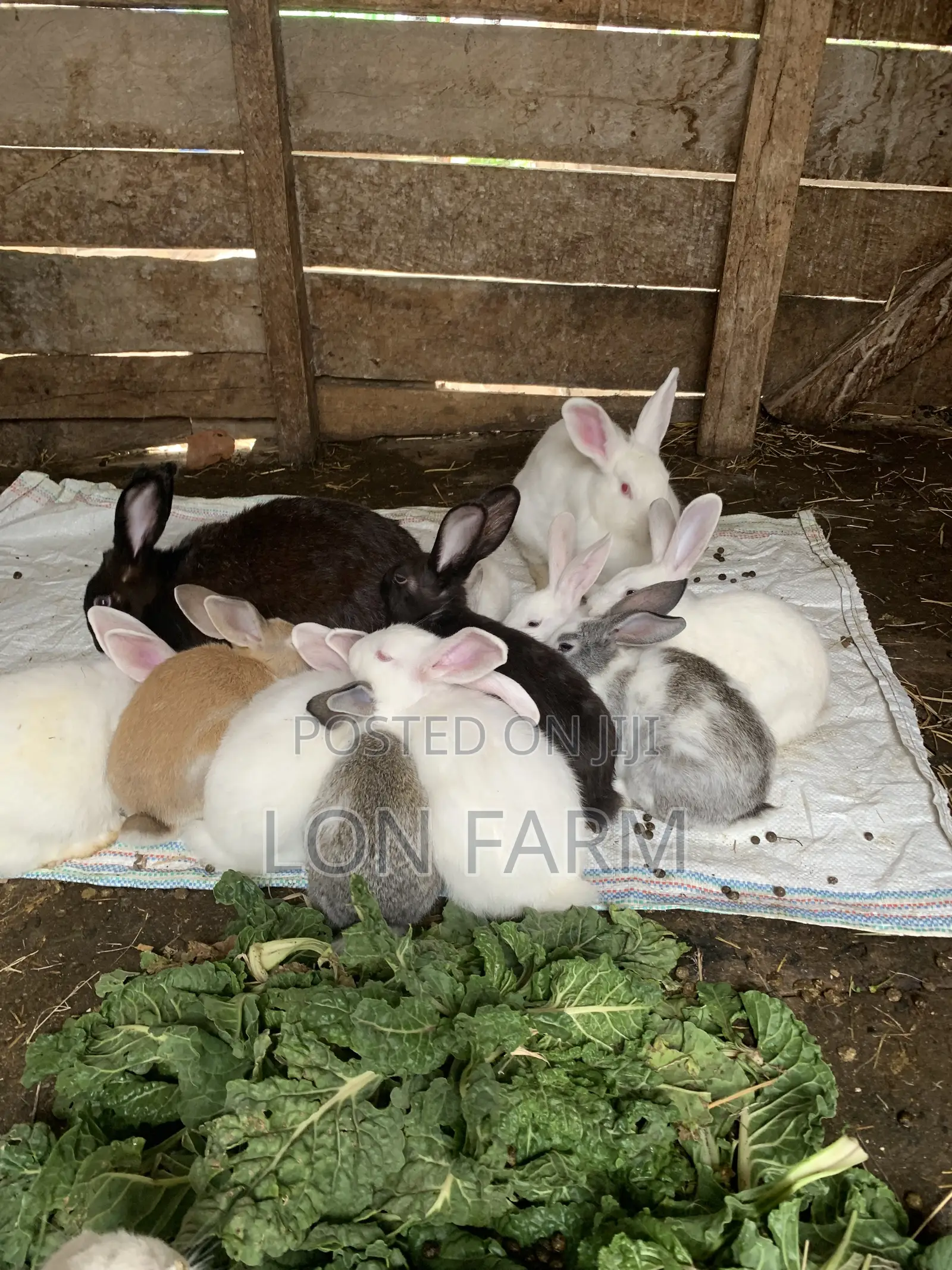 New Zealand Whites, Chinchillas, Dutch, Havana, Palamino, California W