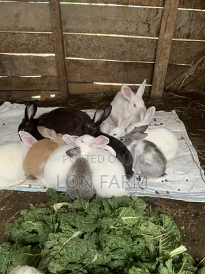 New Zealand Whites, Chinchillas, Dutch, Havana, Palamino, California W