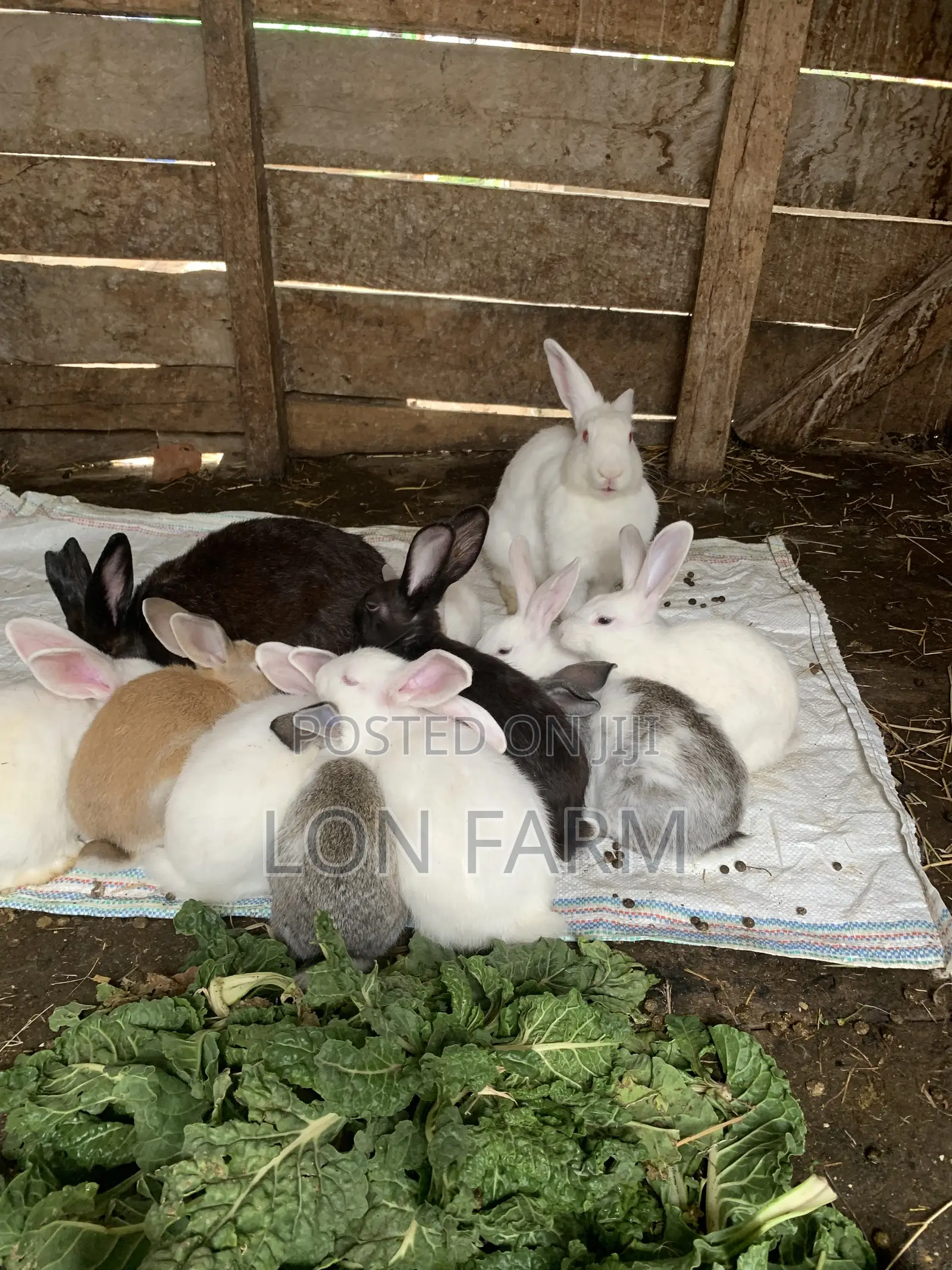 New Zealand Whites, Chinchillas, Dutch, Havana, Palamino, California W