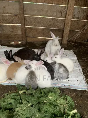 New Zealand Whites, Chinchillas, Dutch, Havana, Palamino, California W