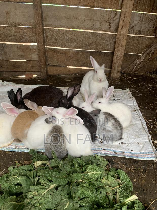 The Best Quality Rabbits You Can Ever Imagine