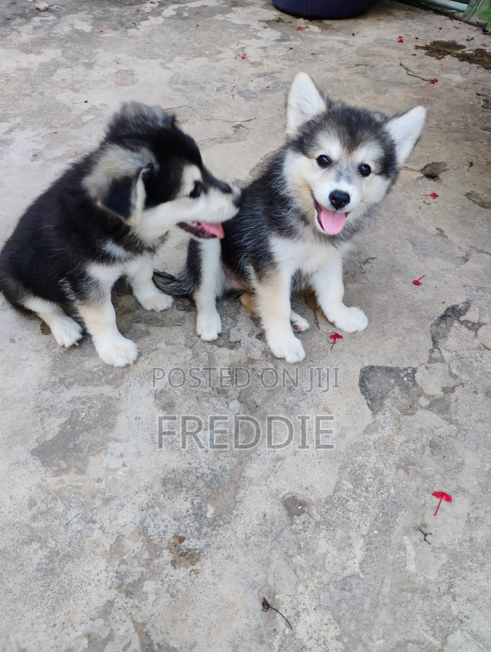 1-3 months Male Purebred Siberian Husky