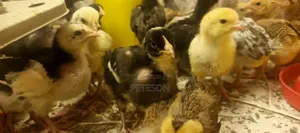 Day Old Improved Kienyeji Sasso Breed Chicks