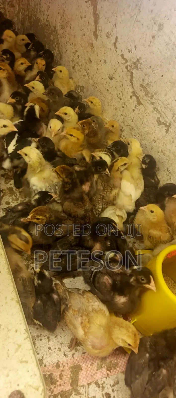 Day Old Improved Kienyeji Sasso Breed Chicks