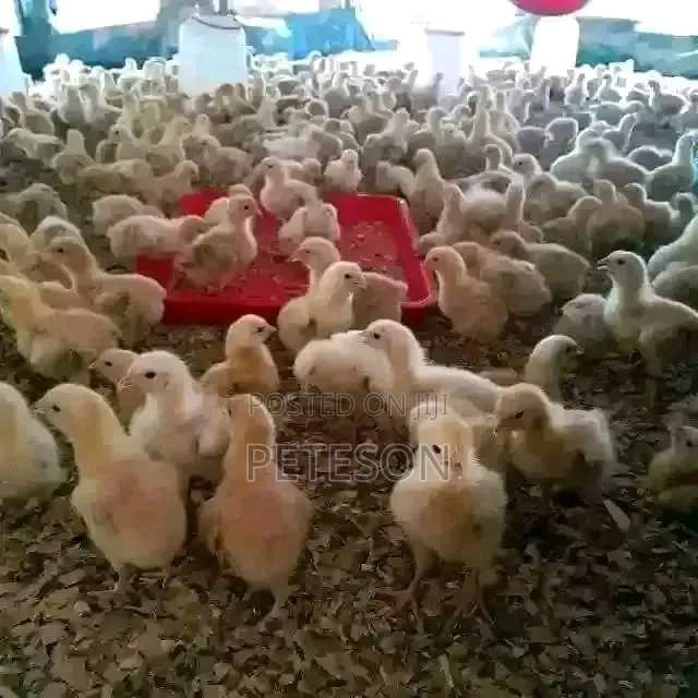 Day Old Improved Kienyeji Sasso Breed Chicks