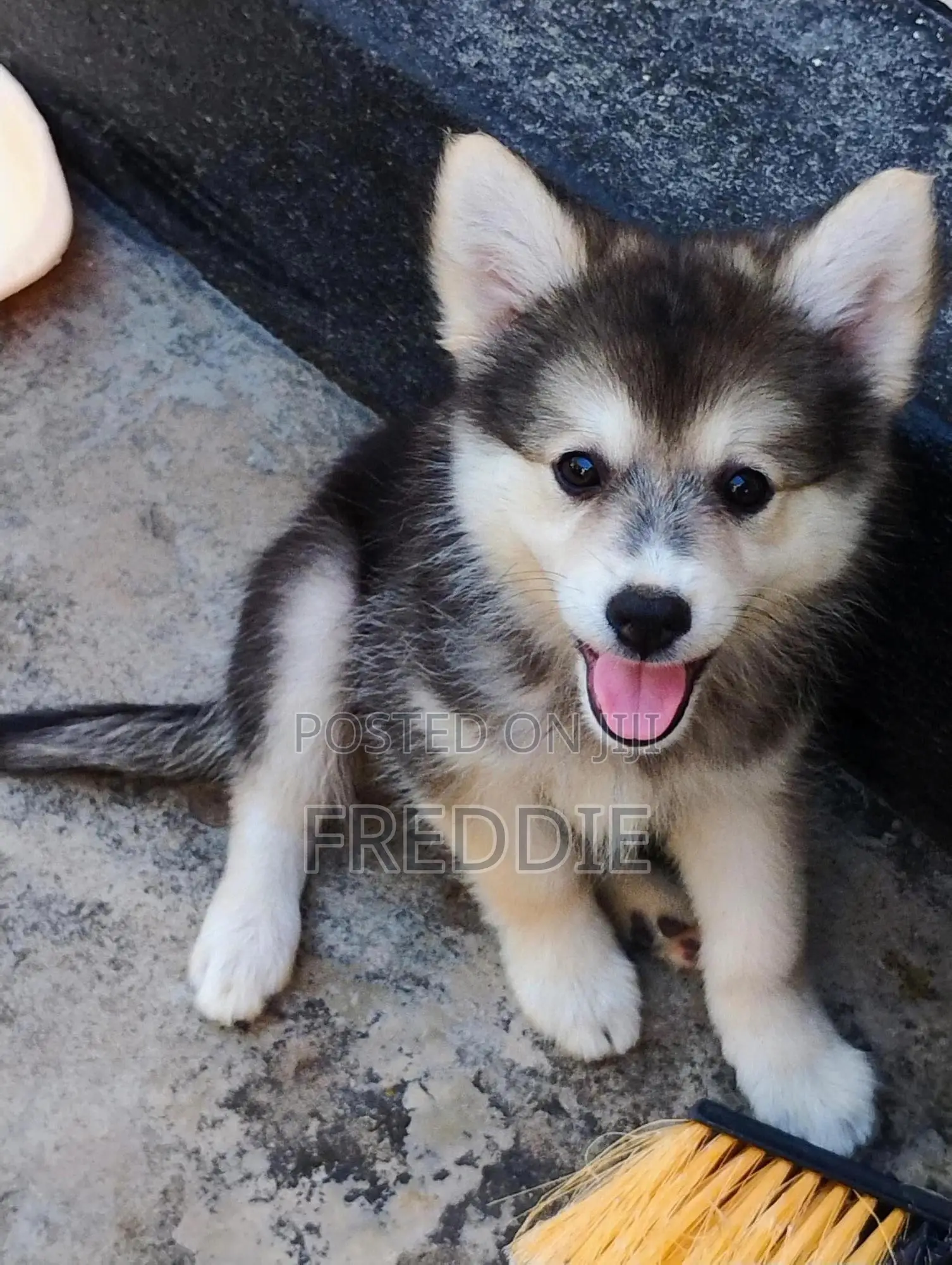 1-3 months Male Purebred Siberian Husky