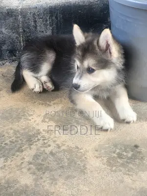 1-3 months Male Purebred Siberian Husky
