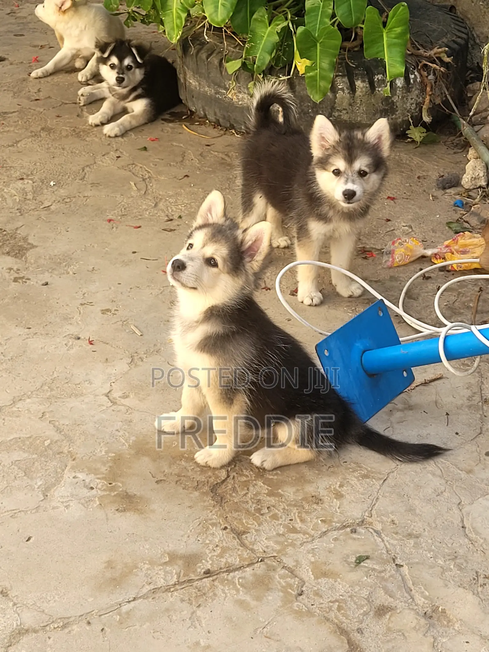 1-3 months Male Purebred Siberian Husky
