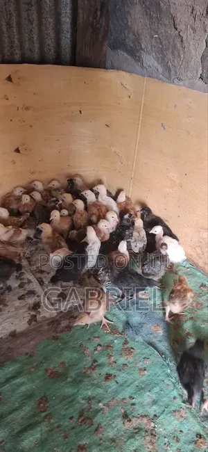 Chicks for 1month