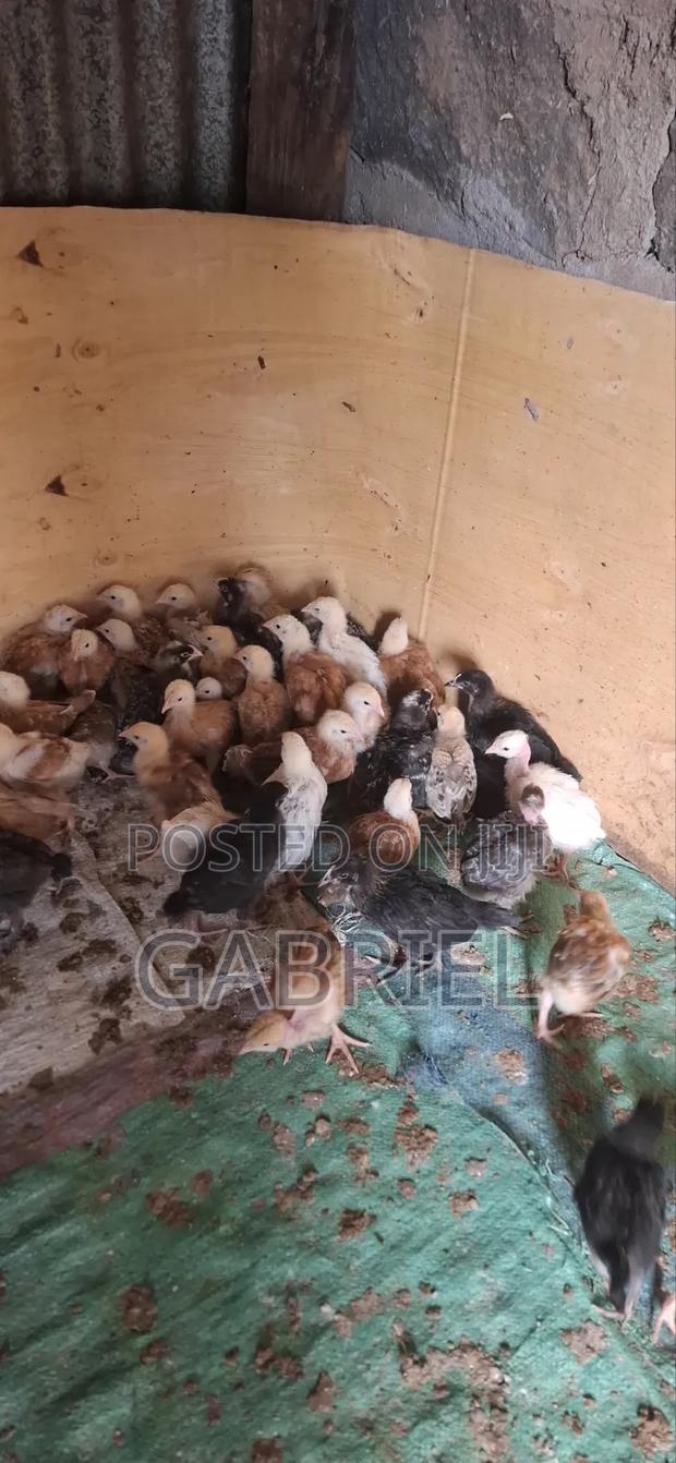 Chicks for 1month