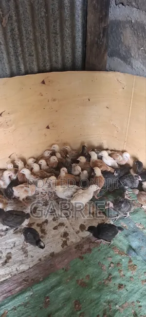 Chicks for 1month