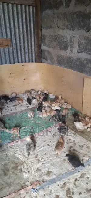 Chicks for 1month