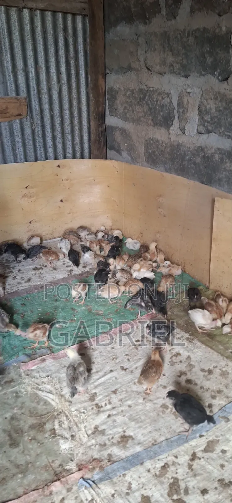 Chicks for 1month