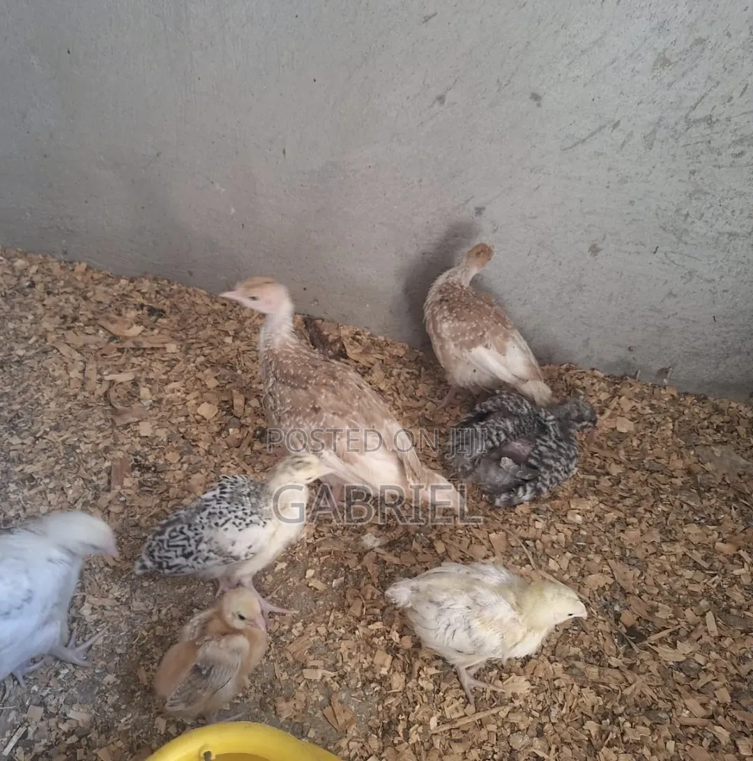 Chicks for 1month