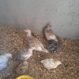 Chicks for 1month