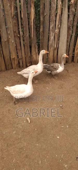 Chicks for 1month