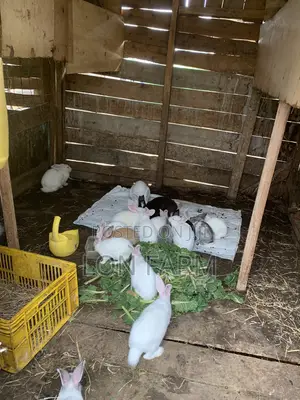 New Zealand White, Dutch, Chinchillas, Havana , California White,
