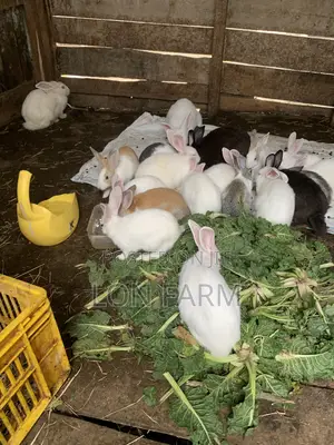 New Zealand White, Dutch, Chinchillas, Havana , California White,