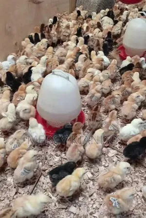 Poultry Farm