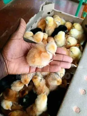 Poultry Farm