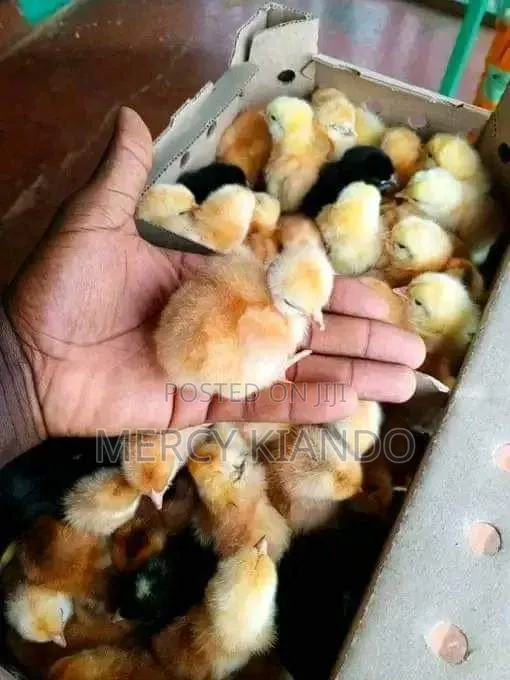 Poultry Farm