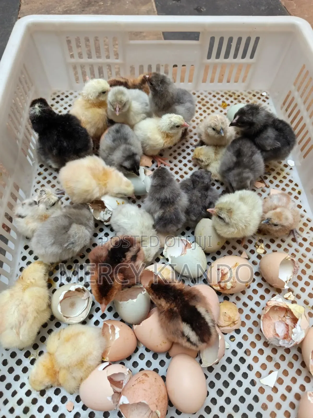 Poultry Farm