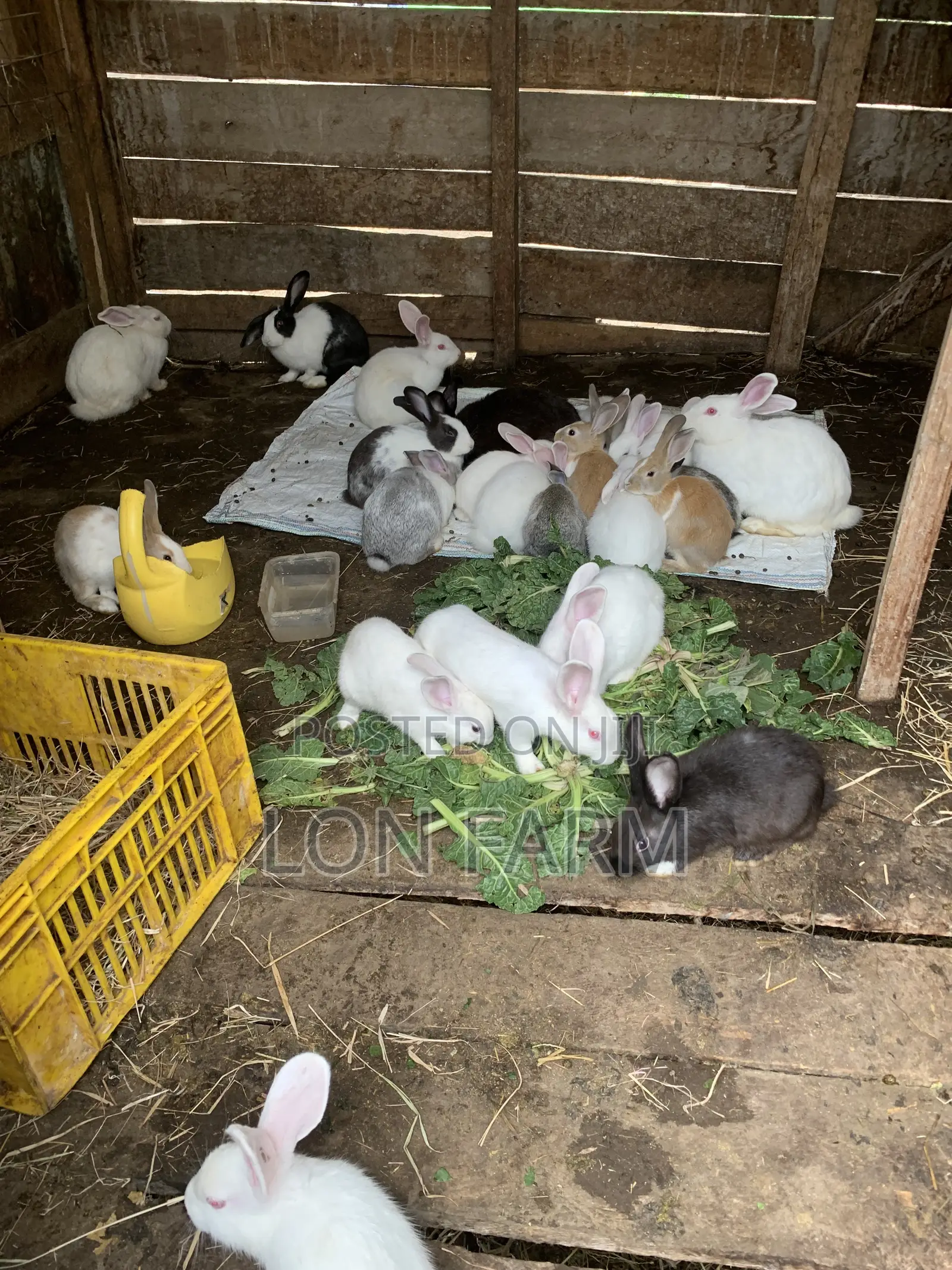 New Zealand White, Dutch, Chinchillas, Havana , California White,