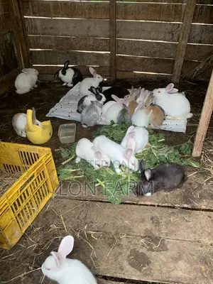 New Zealand White, Dutch, Chinchillas, Havana , California White,