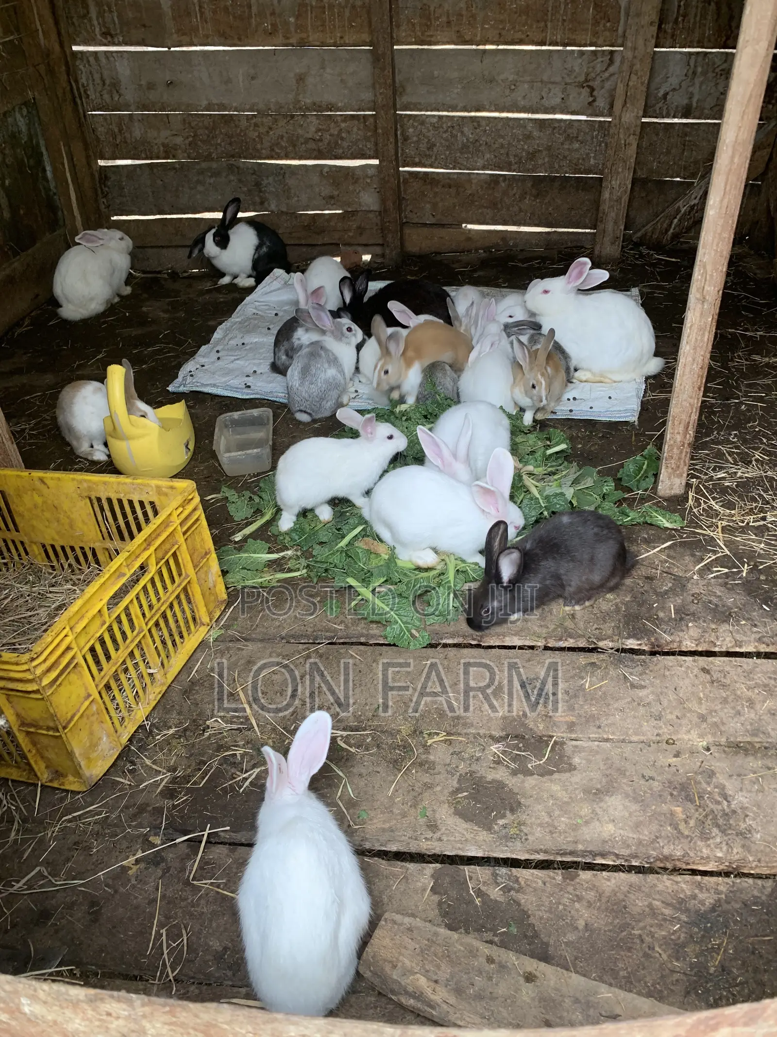 New Zealand White, Dutch, Chinchillas, Havana , California White,