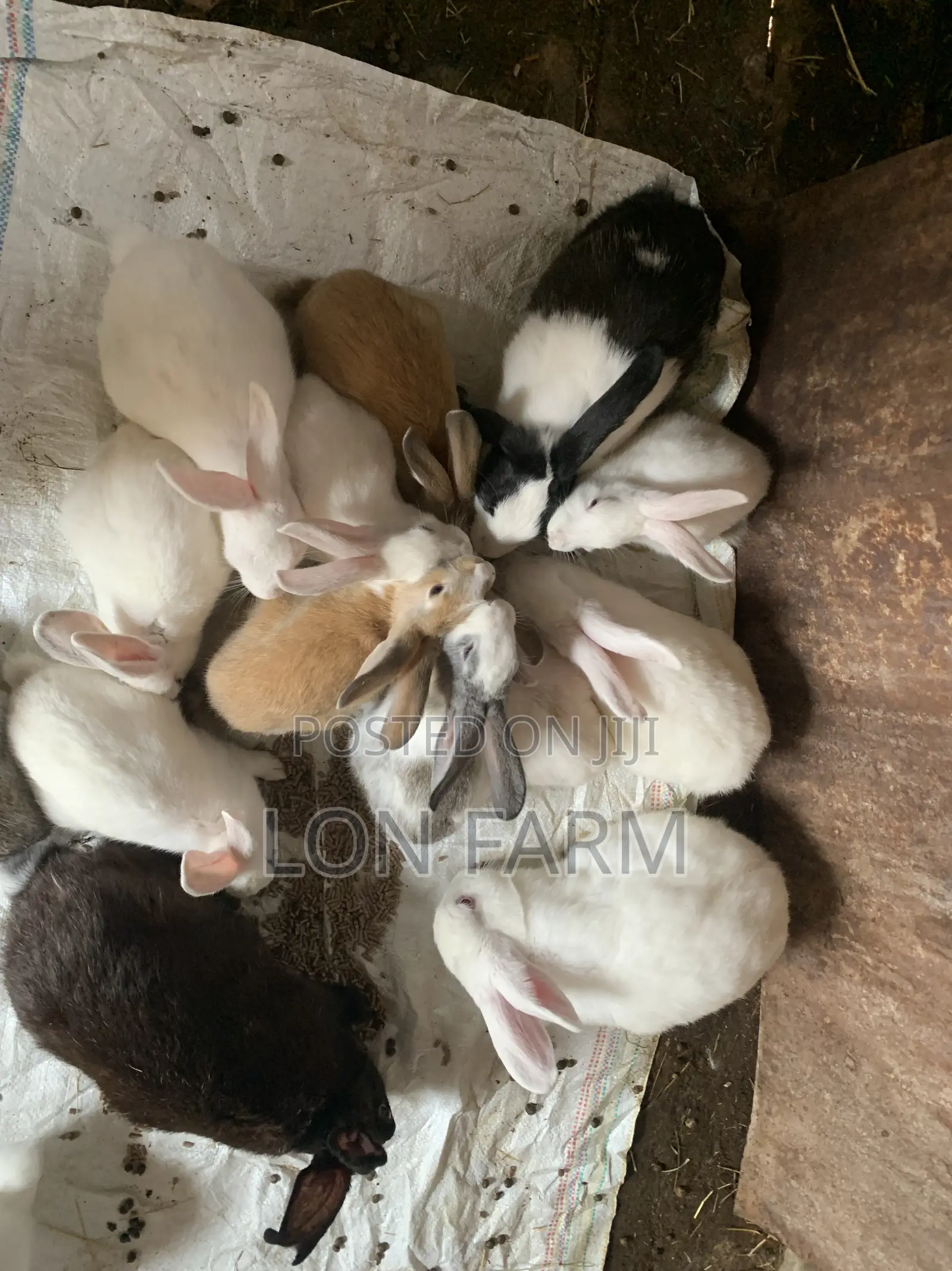 New Zealand White, Dutch, Chinchillas, Havana , California White,