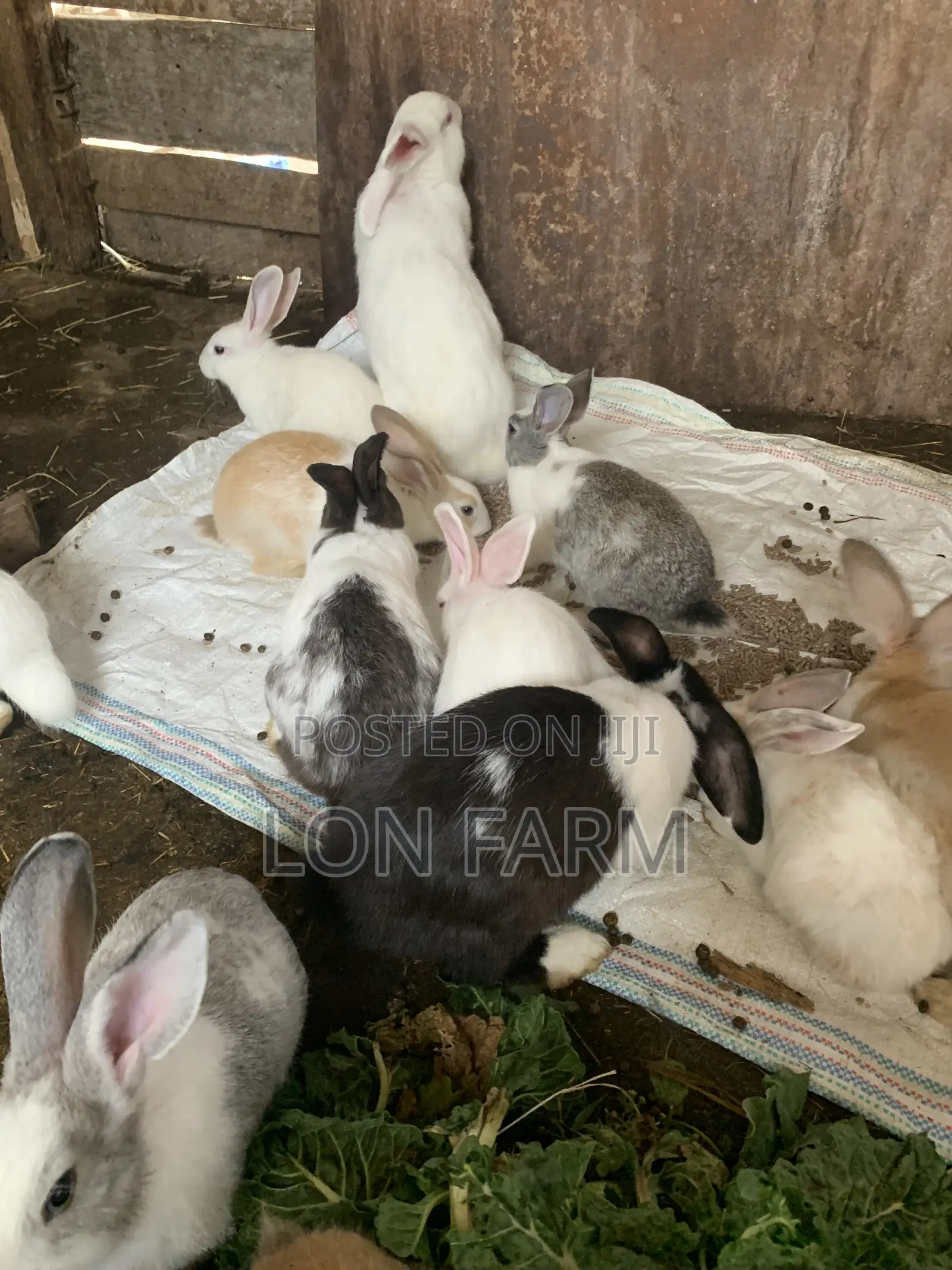 New Zealand White, Dutch, Chinchillas, Havana , California White,