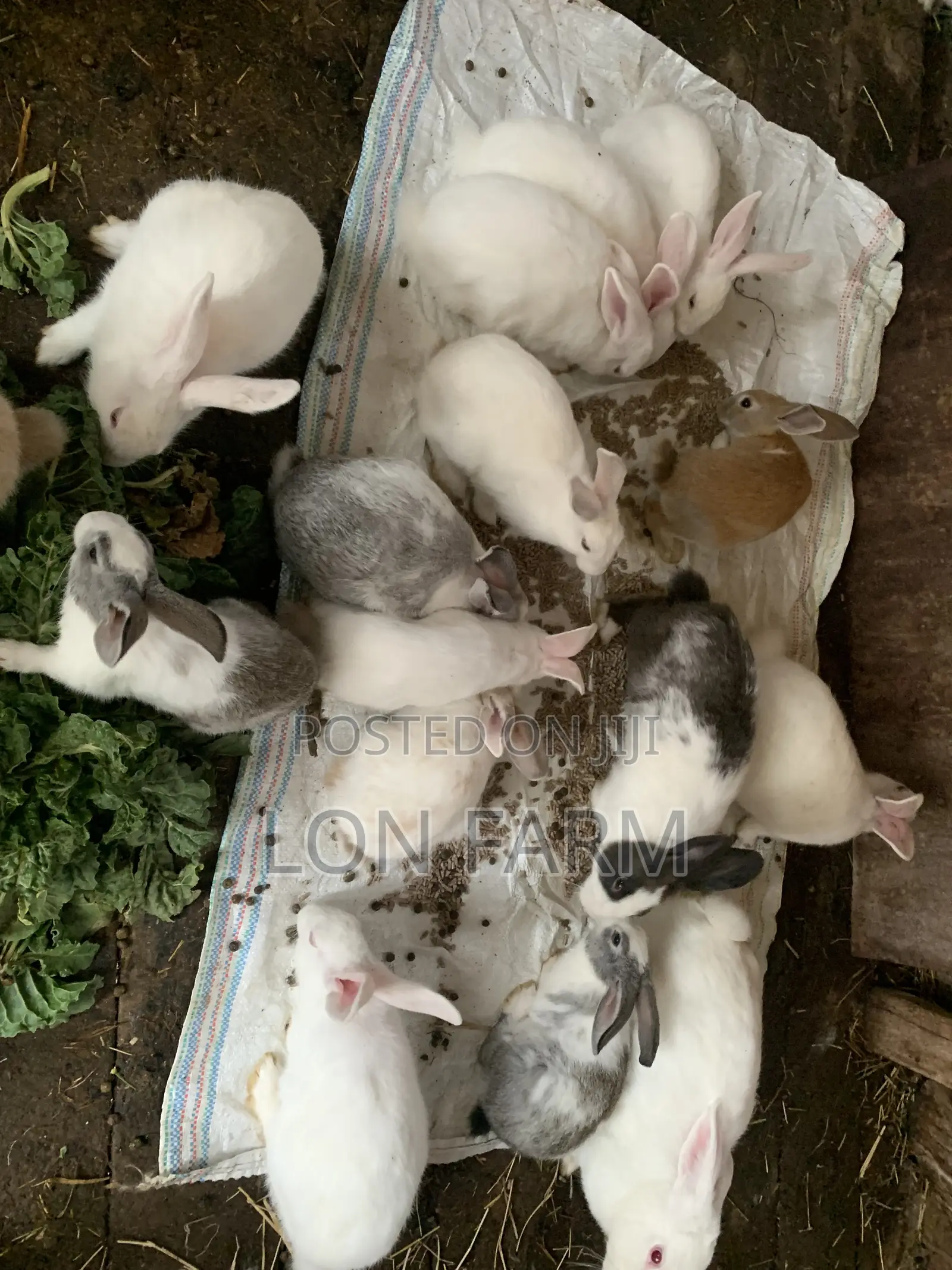 New Zealand White, Dutch, Chinchillas, Havana , California White,