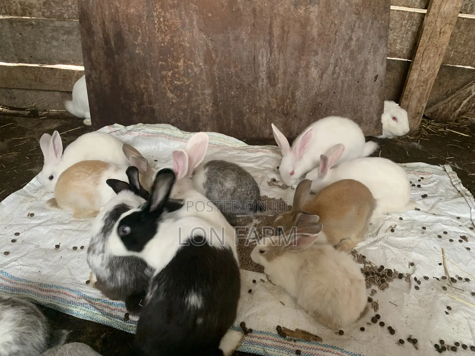 New Zealand White, Dutch, Chinchillas, Havana , California White,