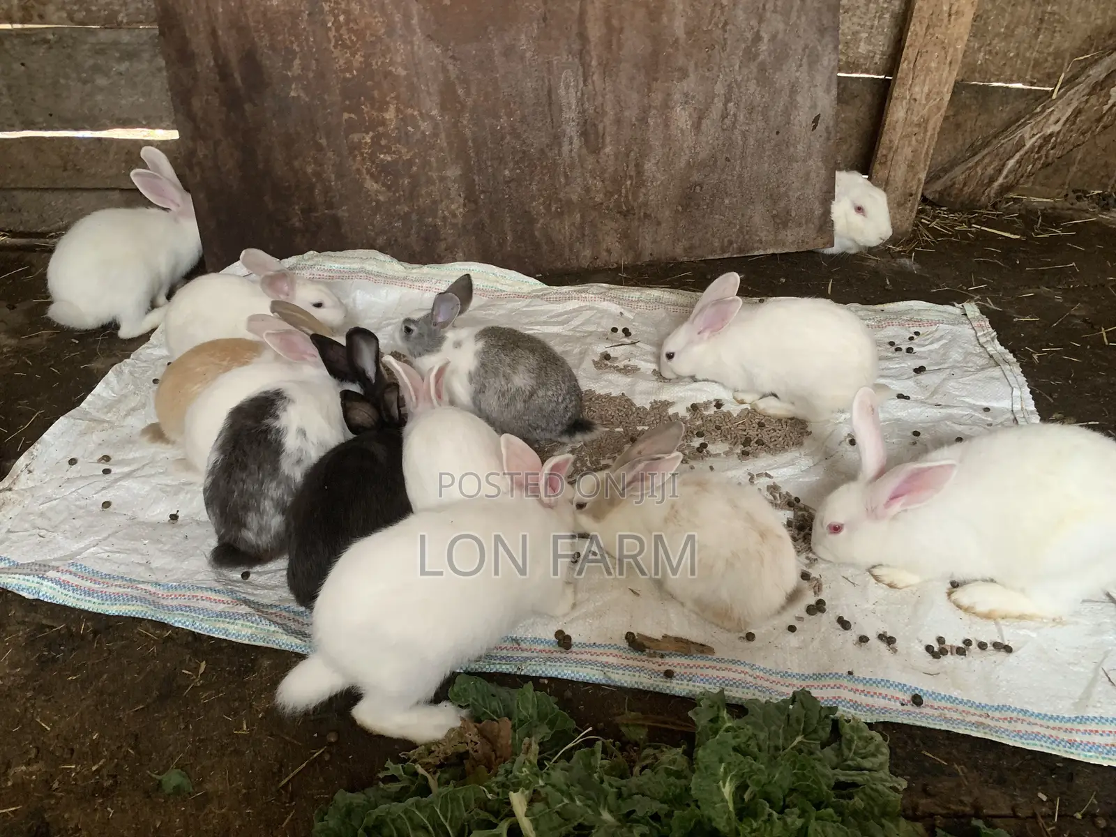 New Zealand White, Dutch, Chinchillas, Havana , California White,