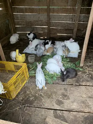New Zealand White, Dutch, Chinchillas, Havana , California White,