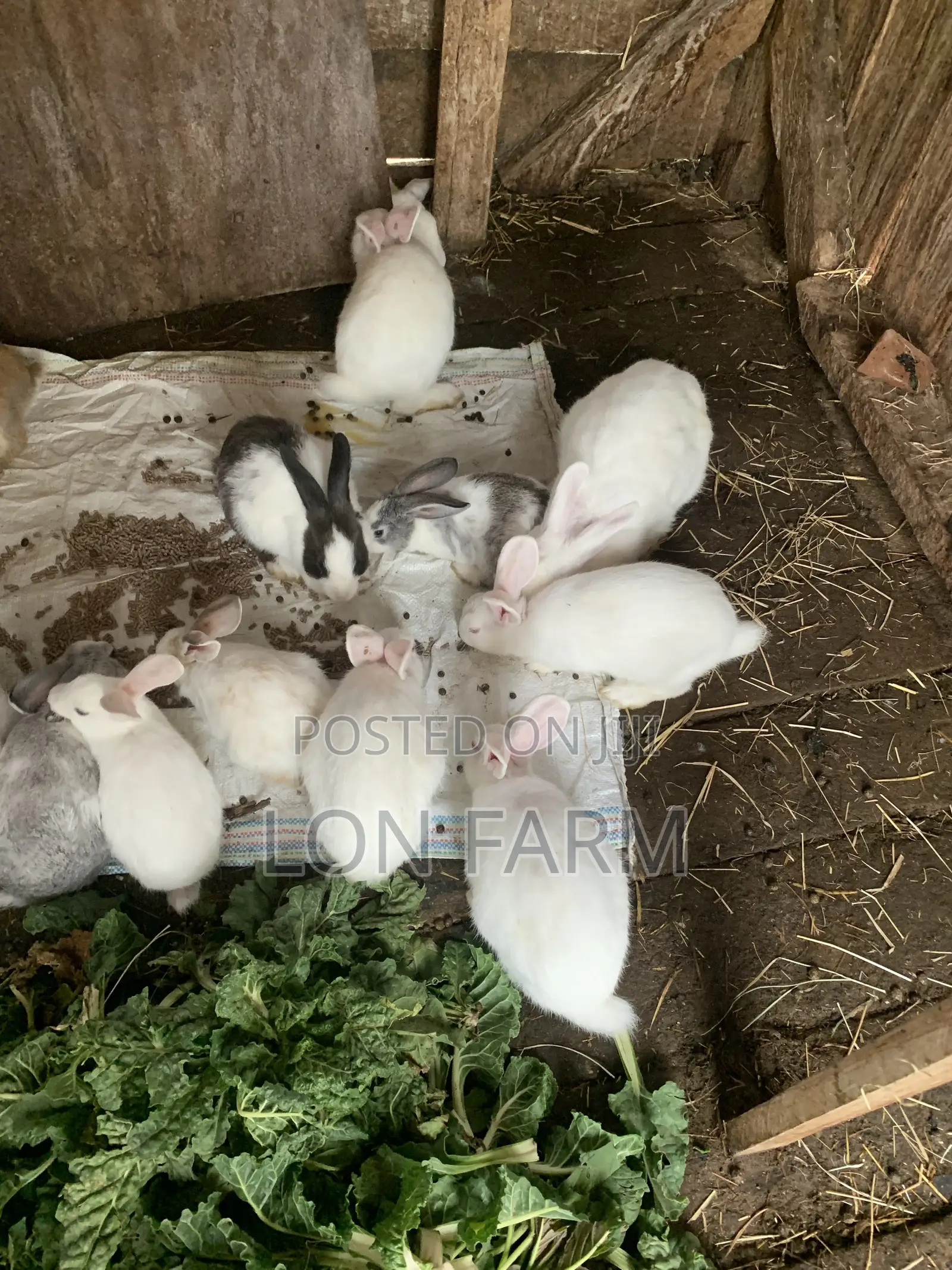 New Zealand White, Dutch, Chinchillas, Havana , California White,